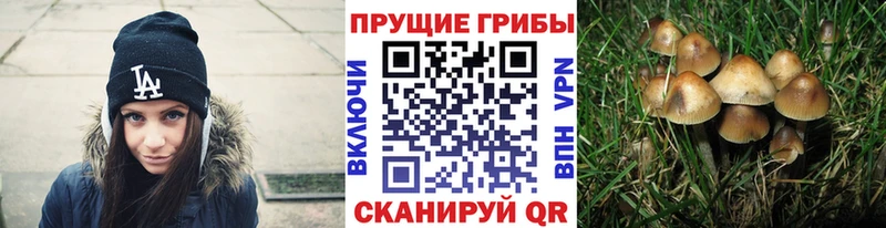 Псилоцибиновые грибы мухоморы  купить   omg как зайти  Суджа 
